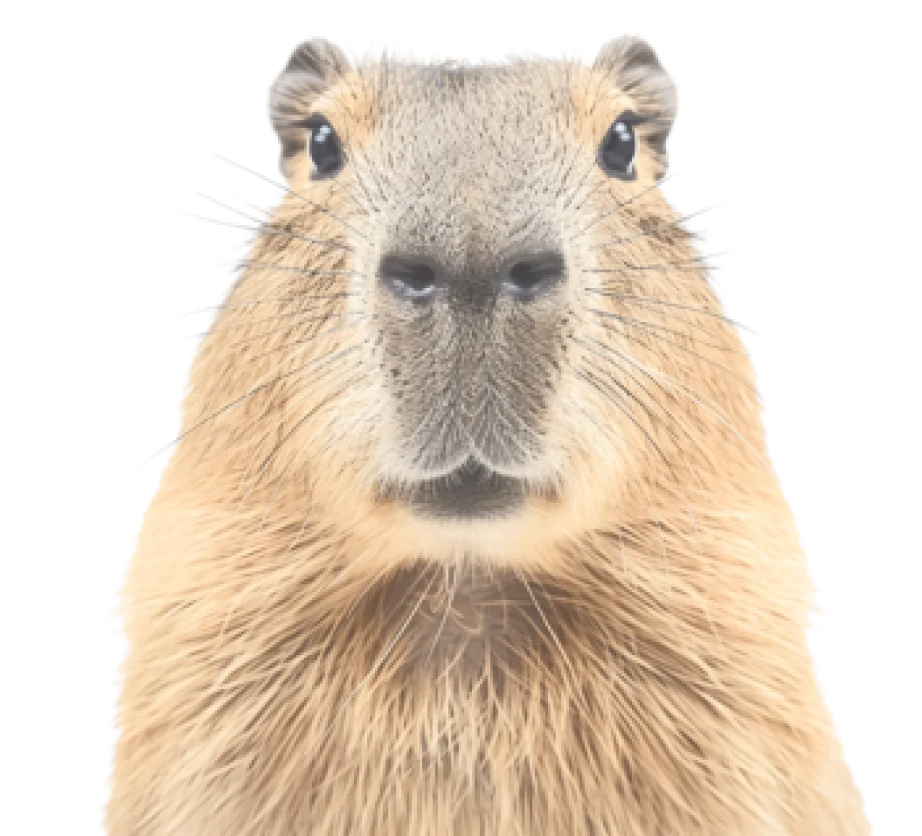 Capibara Hydrochoerus hydrochaeris, mascota de Chiguiro Tec empresa software